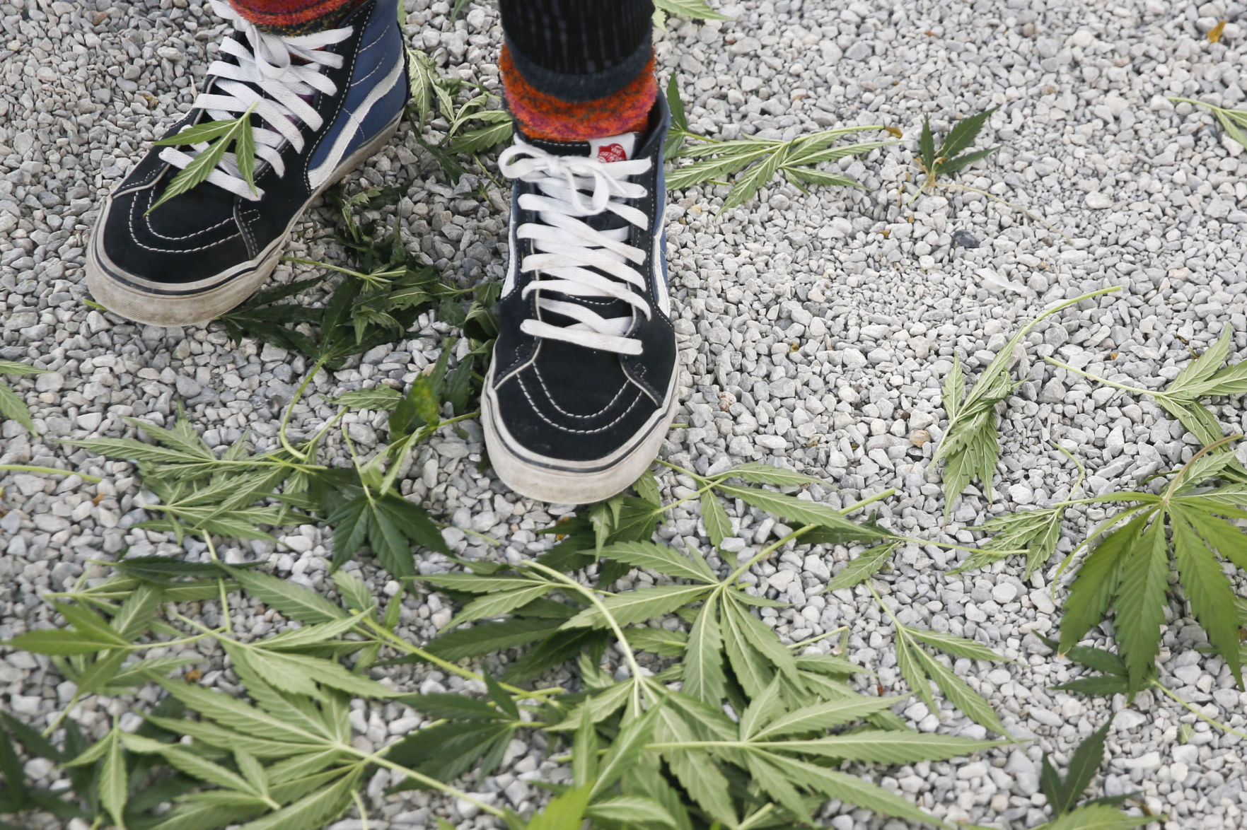 Marijuana and employment